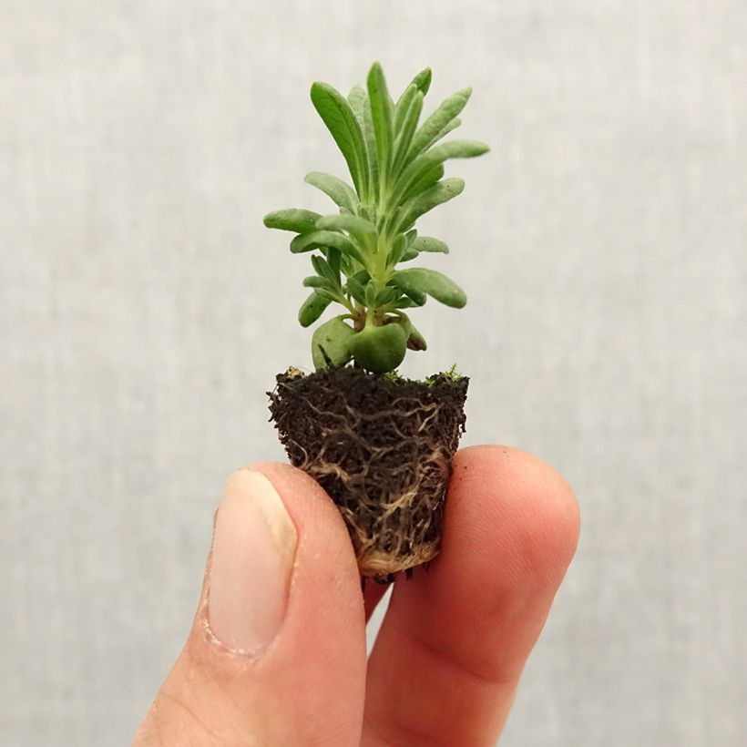 Example of Lavandula stoechas Bandera White - Schopf-Lavendel Mini-Plug Ø 1,5/2,5 cm as you get in printemps