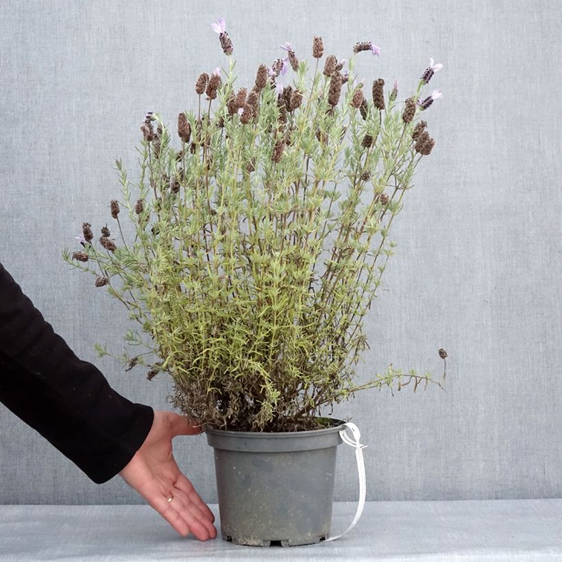 Example of Lavandula stoechas Madrid Purple - Schopf-Lavendel Topf mit 3L/4L as you get in hiver