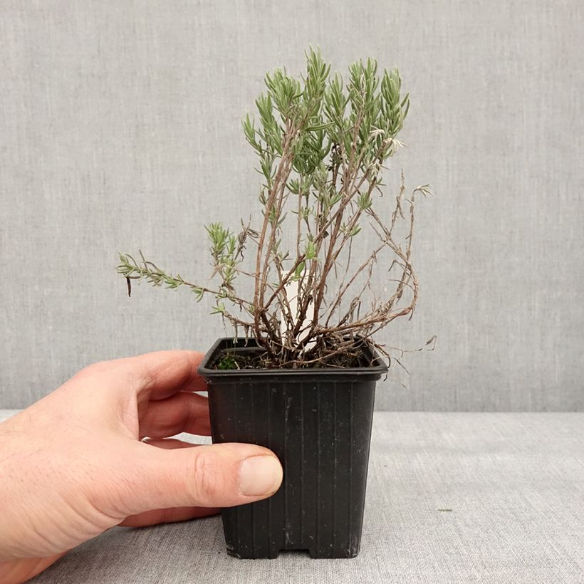 Example of Lavandula stoechas The Princess - Schopf-Lavendel Kleine Töpfe von 8/9 cm as you get in hiver