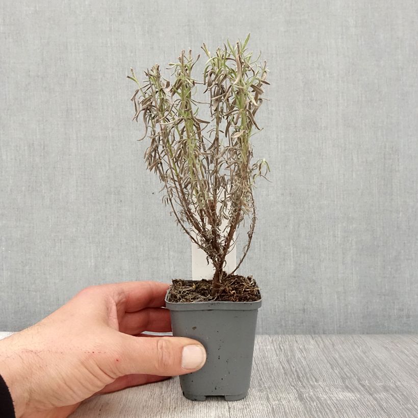 Exemplar von Lavandula stoechas The Princess - Schopf-Lavendel Kleine Töpfe von 8/9 cm wie im Frühjahr geliefert