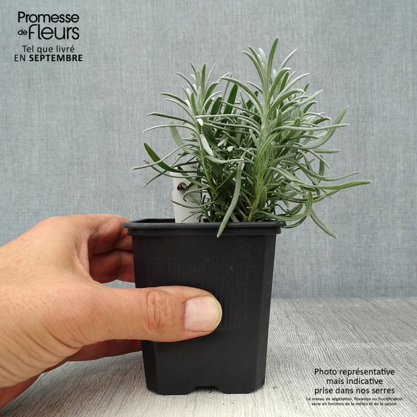 Example of Lavandula intermedia Phenomenal 'Niko - Provence-Lavendel Kleine Töpfe von 8/9 cm as you get in automne