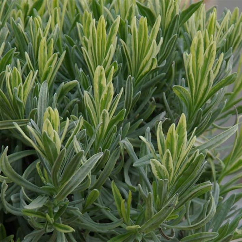 Lavandula intermedia Platinum Blonde - Provence-Lavendel (Foliage)