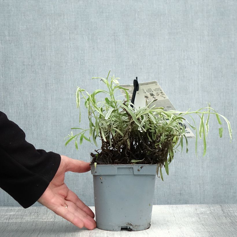 Example of Lavandula intermedia Platinum Blonde - Provence-Lavendel Topf mit 1,5L/2L as you get in automne