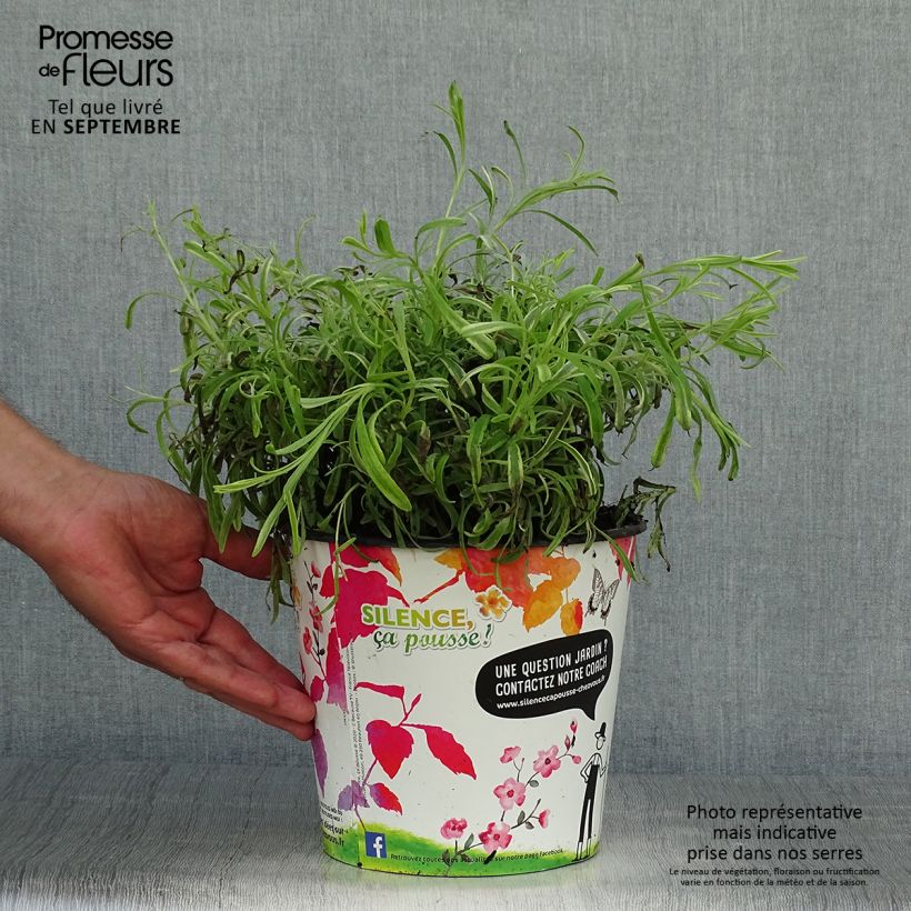 Example of Lavandula intermedia Platinum Blonde - Provence-Lavendel Topf mit 4L/5L as you get in automne