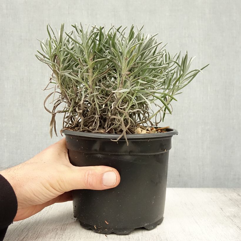 Example of Lavandula angustifolia Alba - Echter Lavendel Topf mit 2L/3L as you get in automne
