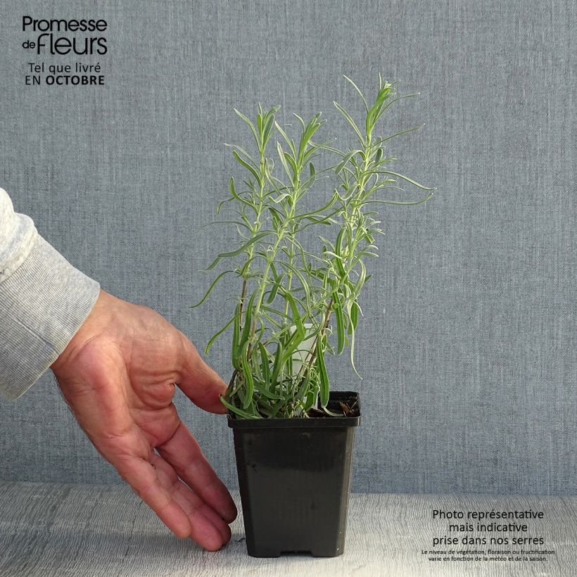Example of Lavandula angustifolia Dwarf Blue - Echter Lavendel Kleine Töpfe von 8/9 cm as you get in automne