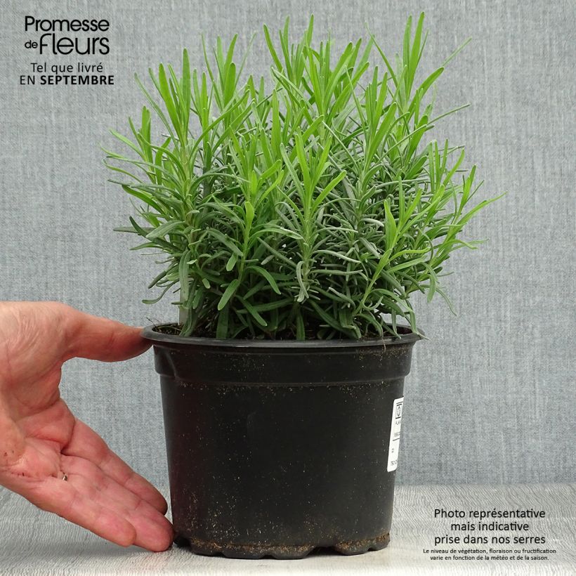 Example of Lavandula angustifolia Dwarf Blue - Echter Lavendel Topf mit 2L/3L as you get in automne