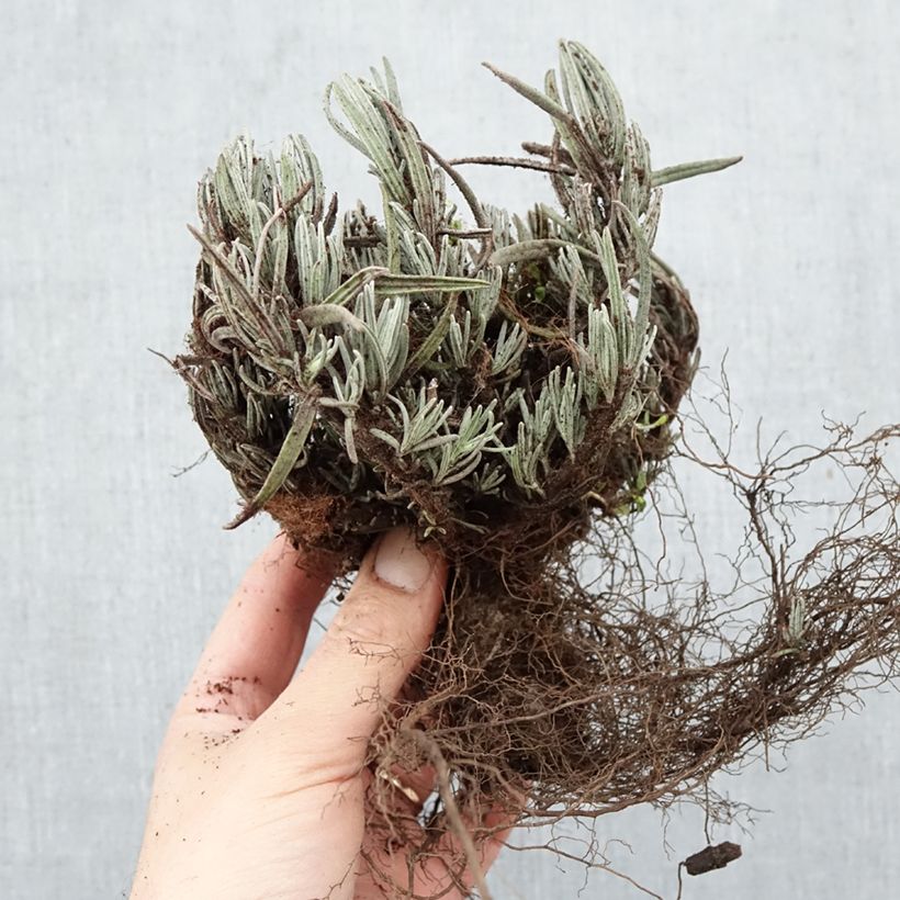 Exemplar von Lavandula angustifolia Dwarf Blue - Echter Lavendel Wurzelnackt wie im Winter geliefert
