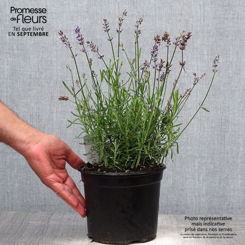 Example of Lavandula angustifolia Hidcote - Echter Lavendel Topf mit 3L/4L as you get in automne