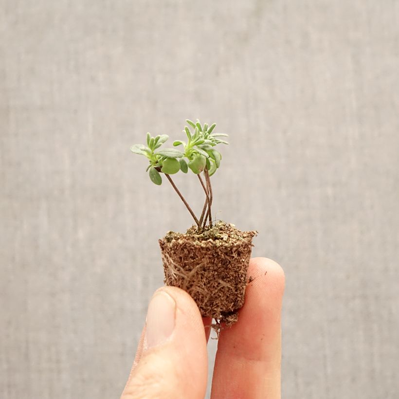 Exemplar von Lavandula angustifolia Montagnac White - Echter Lavendel Mini-Plug Ø 1,5/2,5 cm wie im Frühjahr geliefert