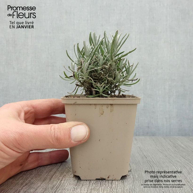 Exemplar von Lavandula angustifolia Siesta - Echter Lavendel Kleine Töpfe von 8/9 cm wie im Winter geliefert