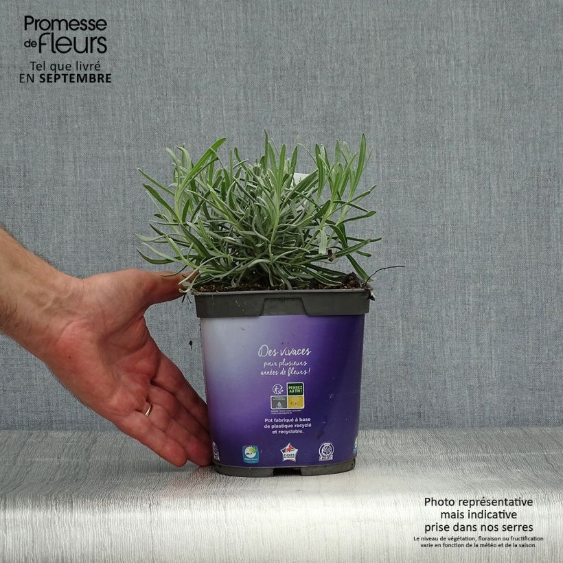 Example of Lavandula intermedia Dutch Group - Provence-Lavendel Topf mit 2L/3L as you get in automne