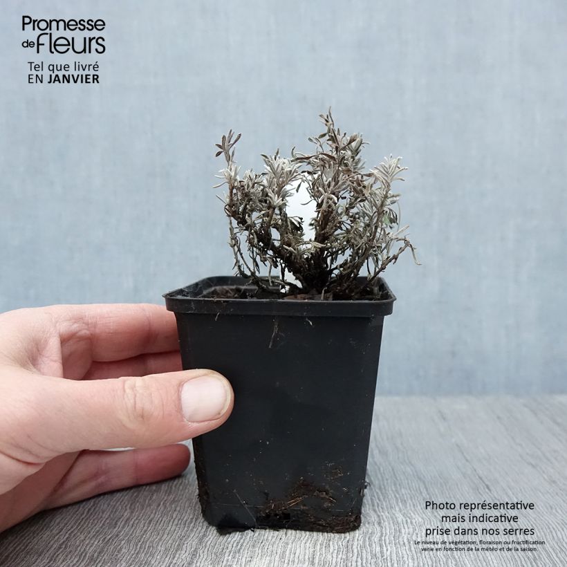 Exemplar von Lavandula angustifolia Essence Purple - Echter Lavendel Kleine Töpfe von 8/9 cm wie im Winter geliefert
