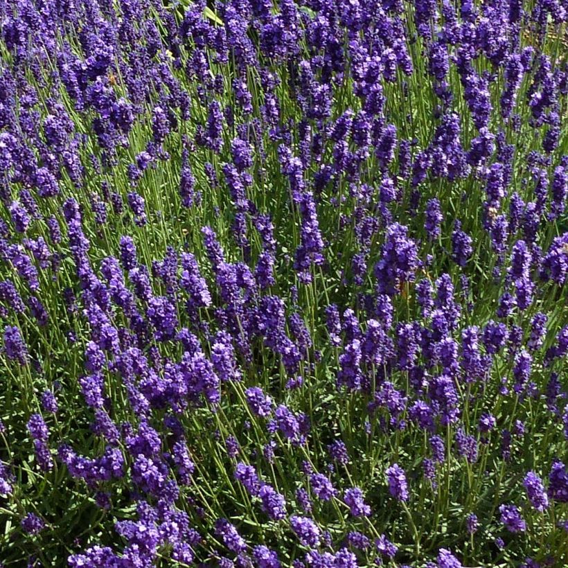 Lavandula angustifolia Hidcote - Echter Lavendel (Flowering)
