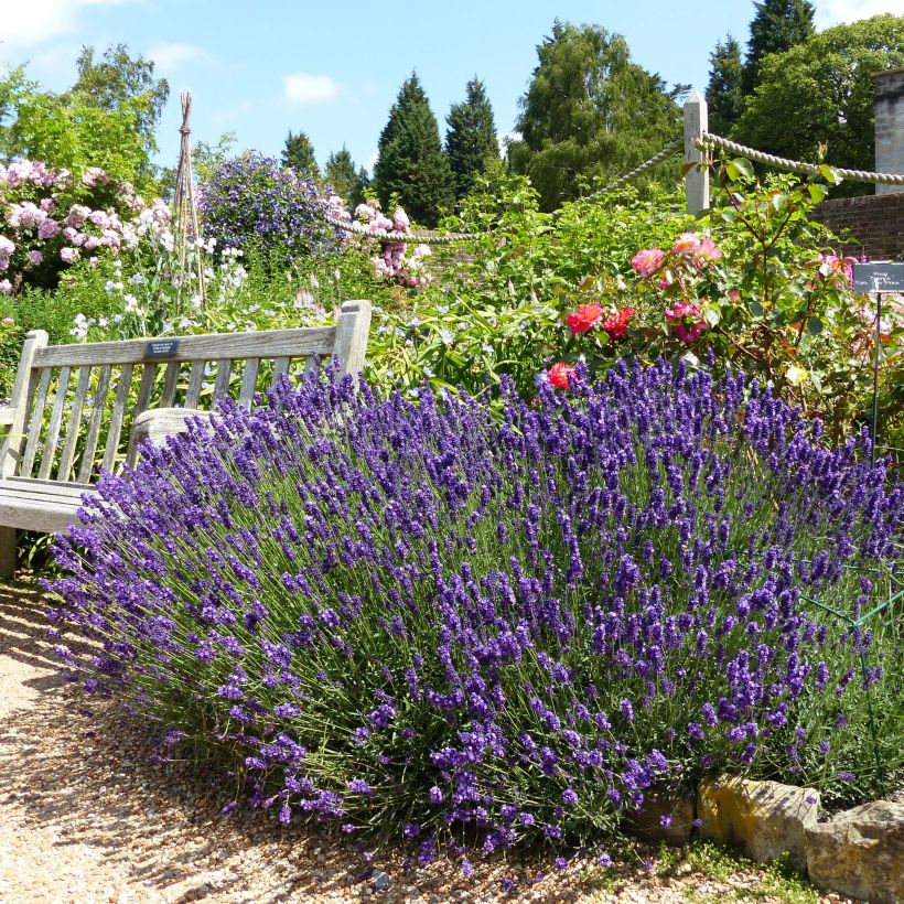 Lavandula angustifolia Hidcote - Echter Lavendel (Plant habit)
