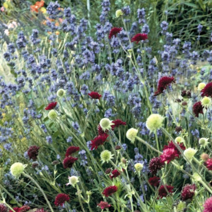 Lavandula angustifolia Dwarf Blue - Echter Lavendel (Plant habit)