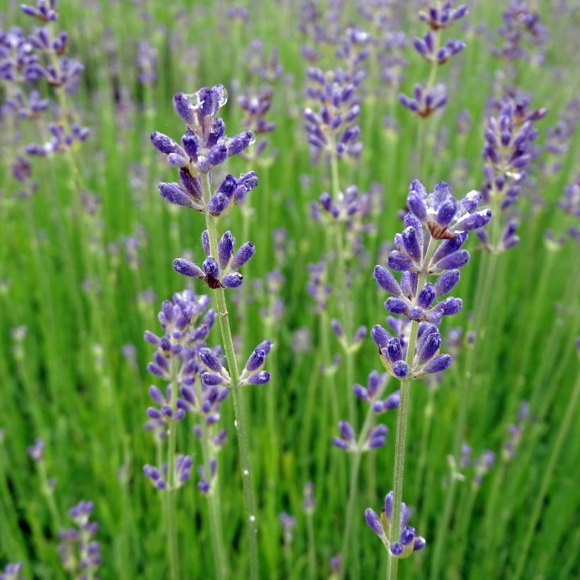 Lavandula angustifolia Dwarf Blue - Echter Lavendel (Flowering)