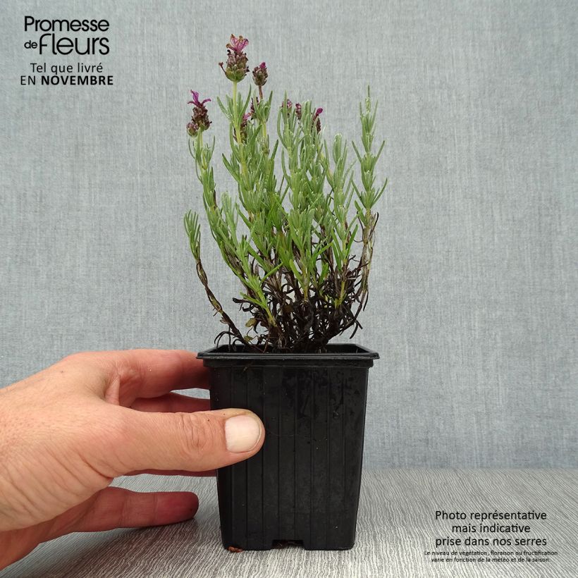 Example of Lavandula stoechas Magical Posy Pink - Schopf-Lavendel Kleine Töpfe von 8/9 cm as you get in automne