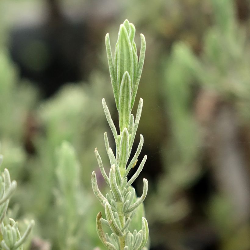 Lavandula stoechas Magical Posy Purple - Schopf-Lavendel (Foliage)