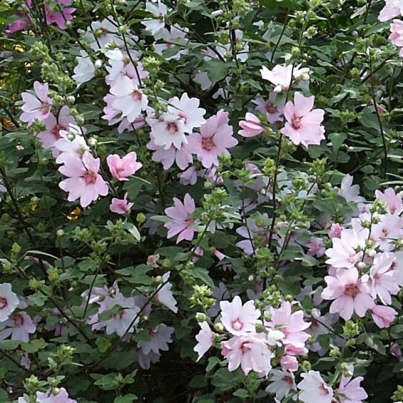 Buschmalve Barnsley Baby - Lavatera (Flowering)