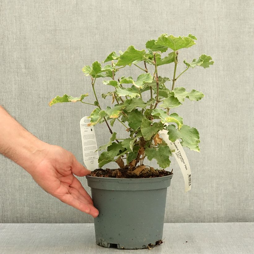 Exemplar von Buschmalve Chamallow - Lavatera Topf mit 3L/4L wie im Sommer geliefert
