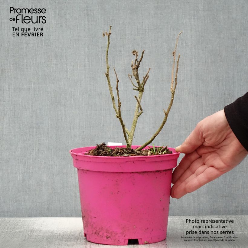 Example of Malva subovata Princesse de Ligne - Strauchmalve Topf mit 3L/4L as you get in hiver