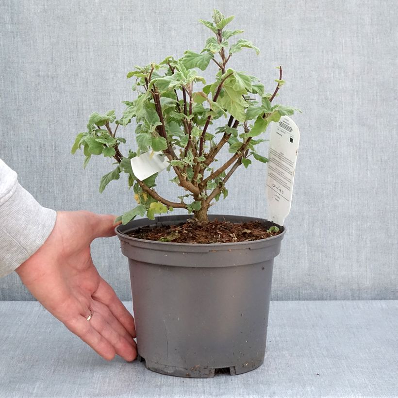 Exemplar von Buschmalve Red Rum - Lavatera Topf mit 2L/3L wie im Frühjahr geliefert