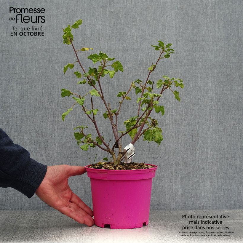 Example of Buschmalve Barnsley - Lavatera Topf mit 2L/3L as you get in automne