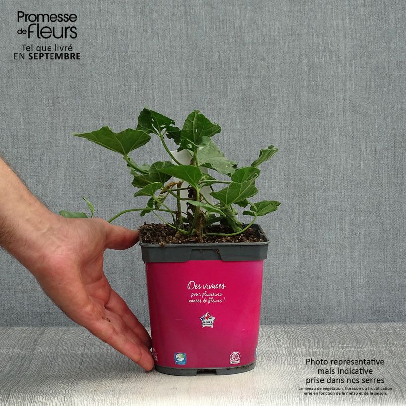 Example of Lavatera olbia Rosea - Strauchpappel Topf mit 2L/3L as you get in automne