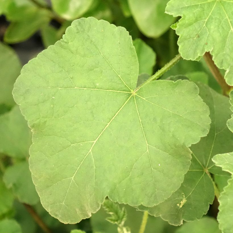 Lavatera olbia Rosea - Strauchpappel (Foliage)