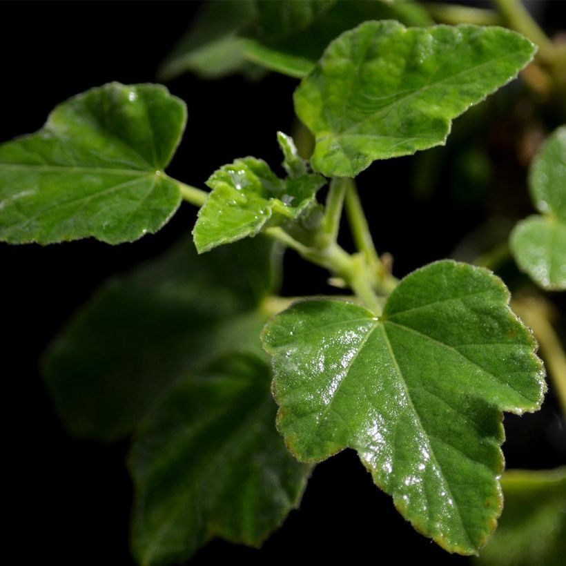 Buschmalve Barnsley Baby - Lavatera (Foliage)