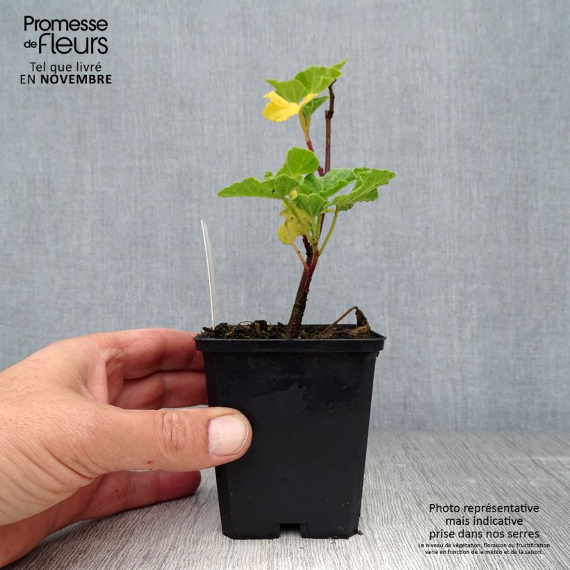 Example of Buschmalve Blushing Bride - Lavatera Kleine Töpfe von 8/9 cm as you get in automne