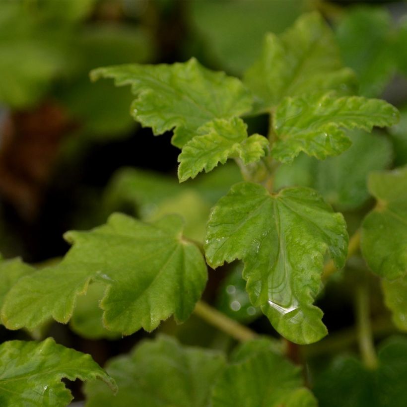 Buschmalve Burgundy Wine - Lavatera (Foliage)
