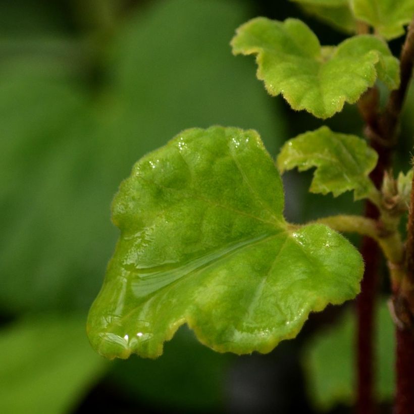 Buschmalve Candy Floss - Lavatera (Foliage)