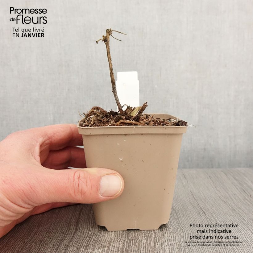 Exemplar von Buschmalve White Angel - Lavatera Kleine Töpfe von 8/9 cm wie im Winter geliefert