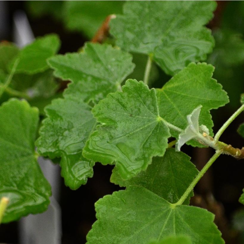 Lavatera maritima Bicolor - Mittelmeer-Strauchmalve (Foliage)