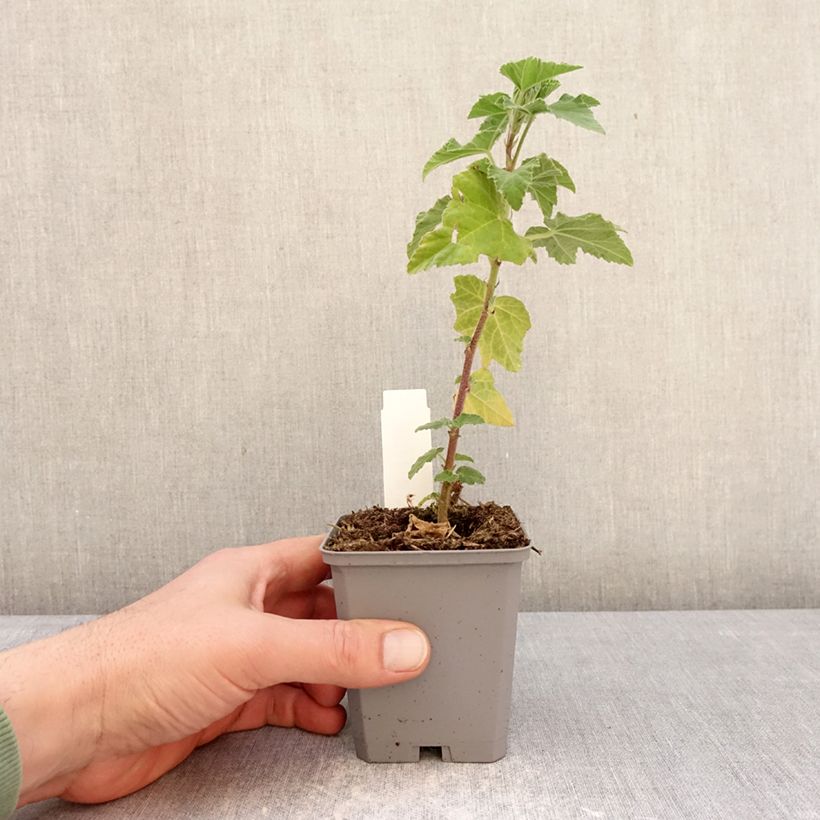 Exemplar von Lavatera thuringiaca Bredon Springs - Strauchpappel Kleine Töpfe von 8/9 cm wie im Winter geliefert