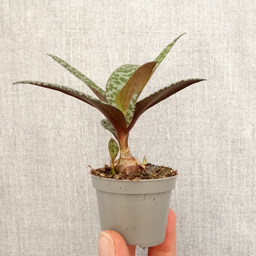 Example of Ledebouria socialis Mini-plante as you get in printemps