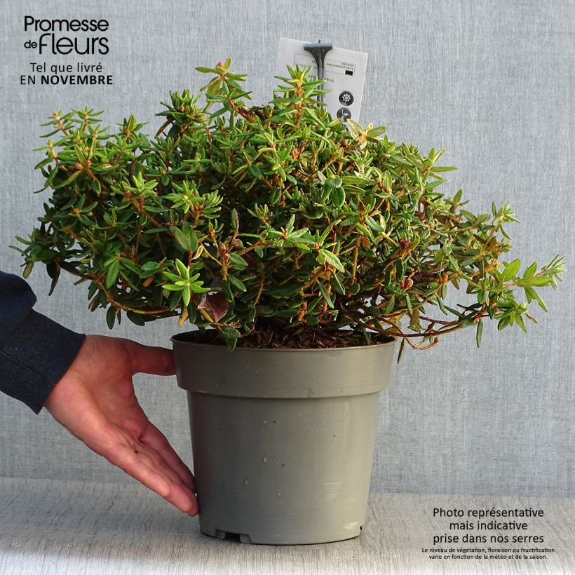 Example of Ledum groenlandicum Helma - Grönländischer Porst Topf mit 2L/3L as you get in automne