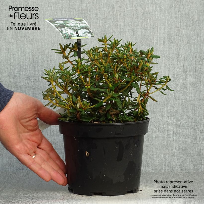 Example of Ledum groenlandicum Compactum - Grönländischer Porst Topf mit 2L/3L as you get in automne