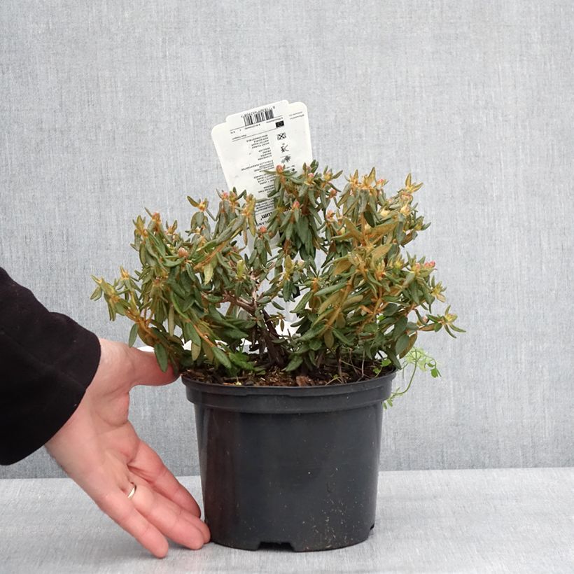 Exemplar von Ledum groenlandicum Compactum - Grönländischer Porst Topf mit 2L/3L wie im Winter geliefert