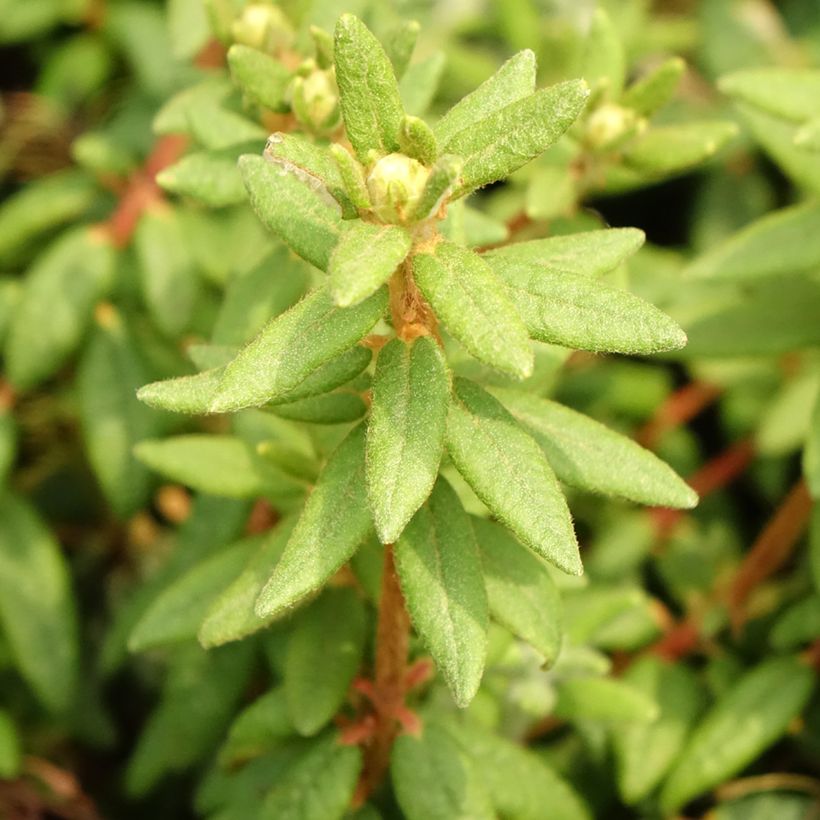 Ledum groenlandicum Compactum - Grönländischer Porst (Foliage)