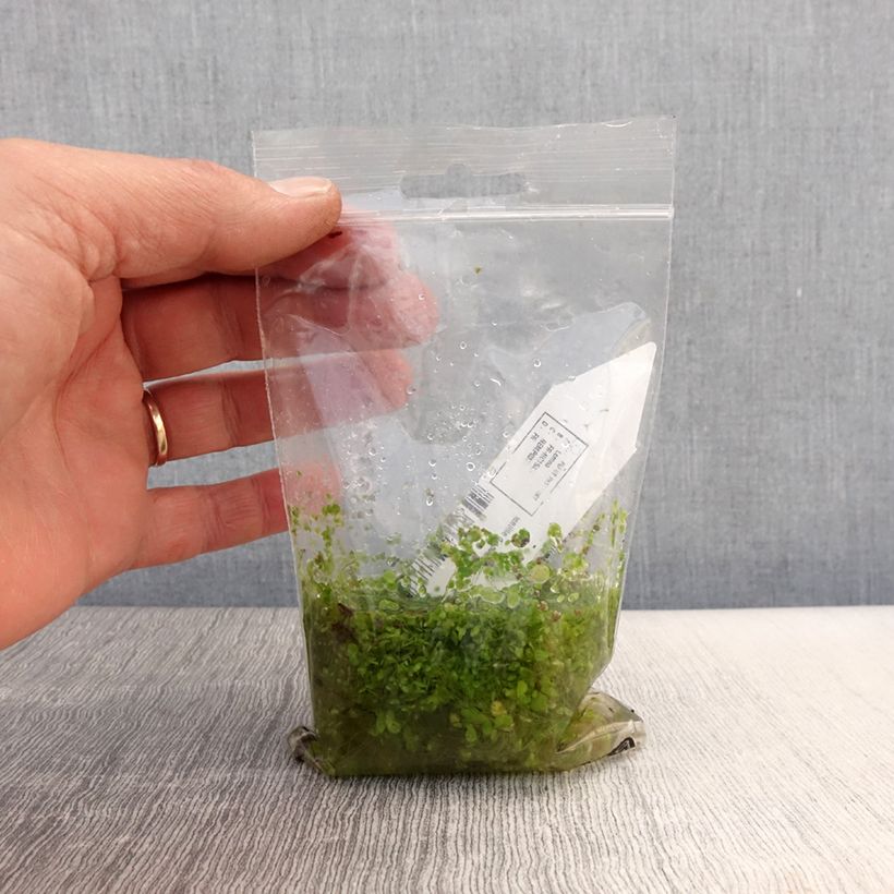 Example of Lemna minor - Kleine Wasserlinse Wurzelnackt as you get in printemps