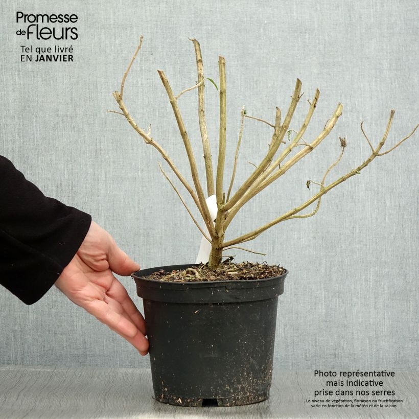 Exemplar von Leonotis leonurus - Afrikanisches Löwenohr Topf mit 3L/4L wie im Winter geliefert