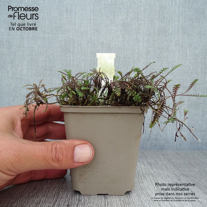 Example of Leptinella squalida Platt's Black - Fiederpolster Kleine Töpfe von 8/9 cm as you get in automne