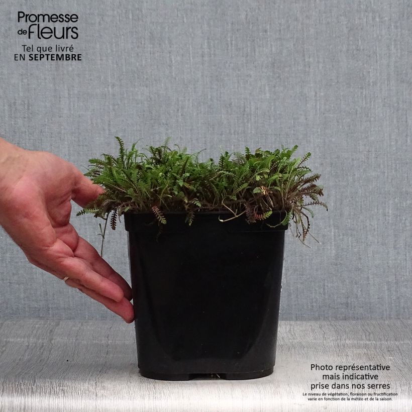 Example of Leptinella squalida Platt's Black - Fiederpolster Topf mit 3L/4L as you get in automne