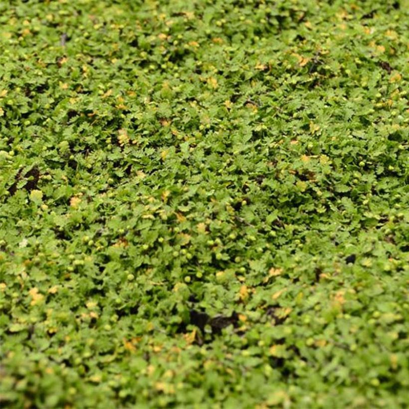 Leptinella dioica Minima - Fiederpolster (Foliage)