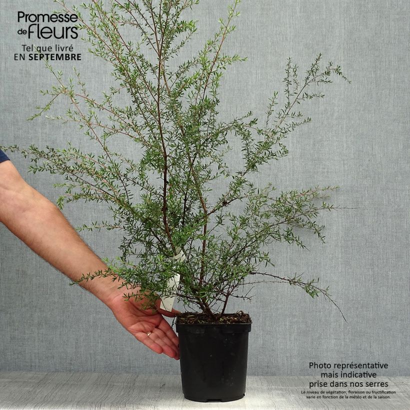 Example of Leptospermum scoparium Coral candy - Steinsame Topf mit 2L/3L as you get in automne