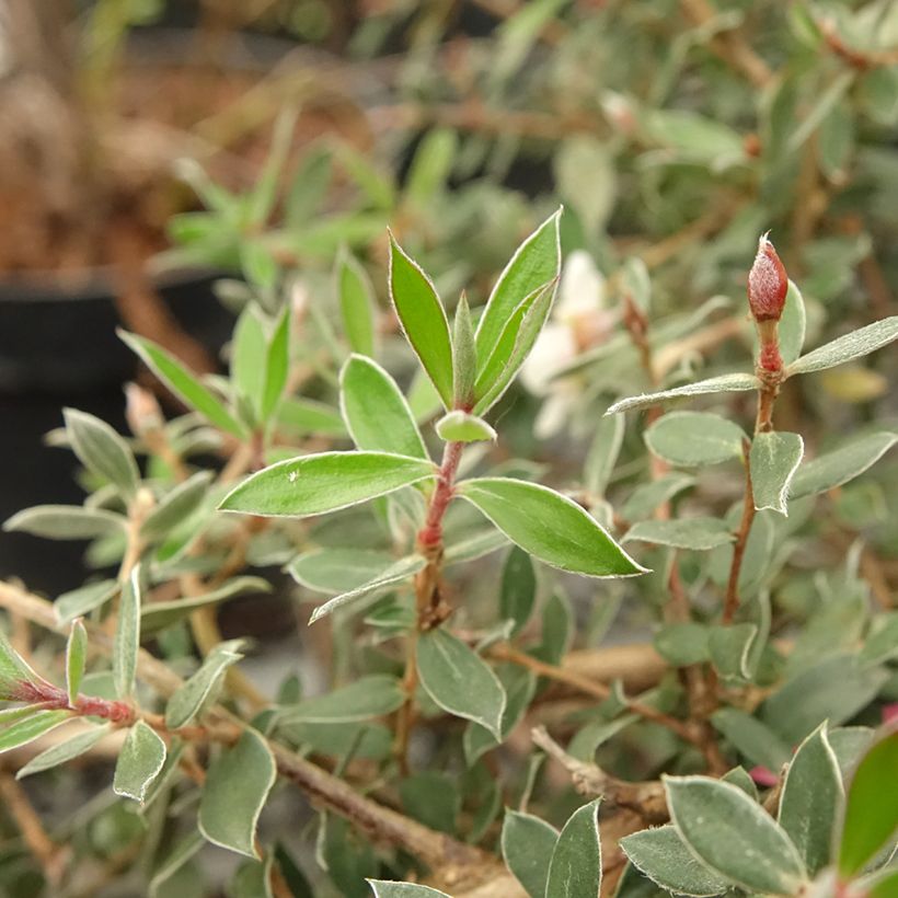 Leptospermum lanigerum Mesmer Eyes - Steinsame (Foliage)