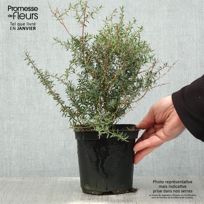 Example of Leptospermum scoparium Apple blossom - Steinsame Topf mit 2L/3L as you get in hiver